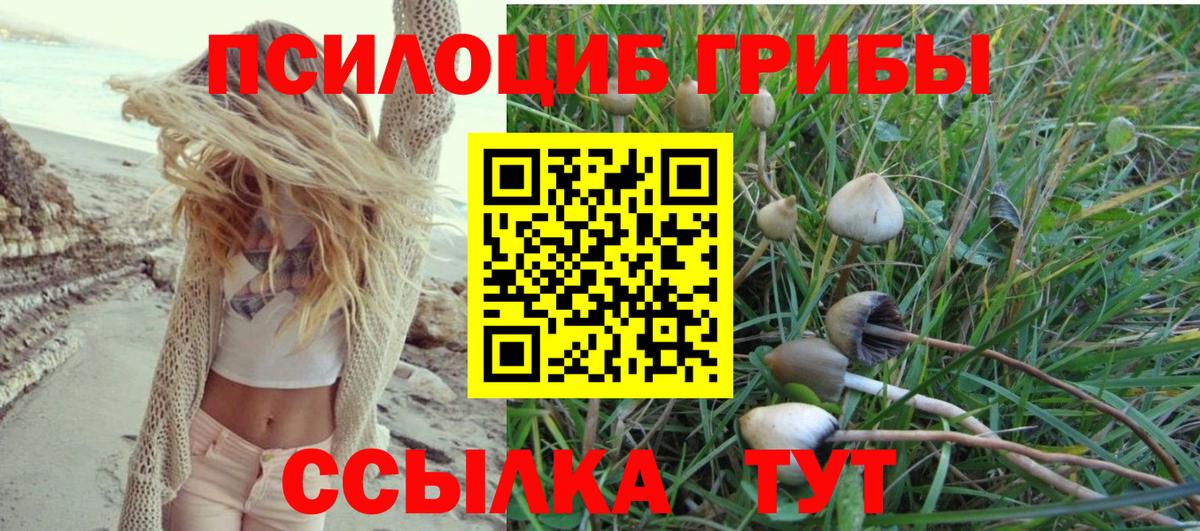 Псилоцибиновые грибы Psilocybine cubensis Тельмана